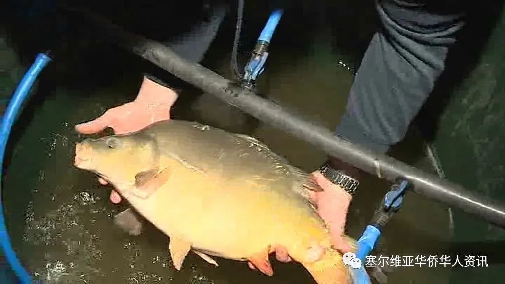 塞鱼缺货，活鲤鱼价格达到670第纳尔起