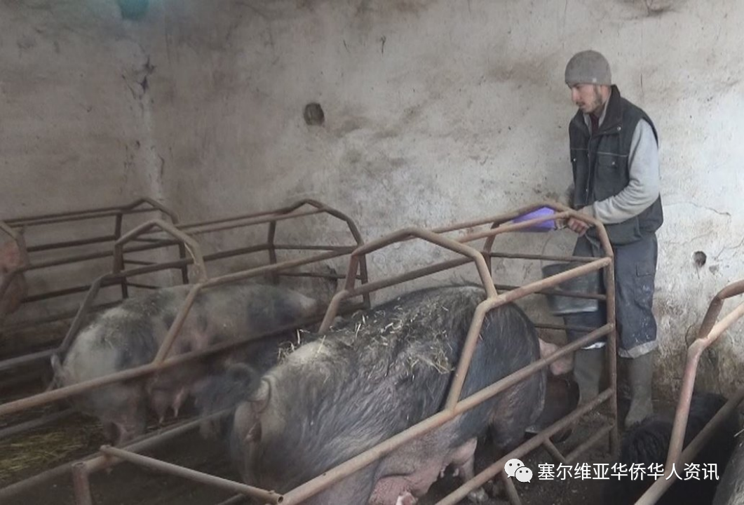 兹波扎雷瓦茨地区因非洲猪瘟进入紧急状态