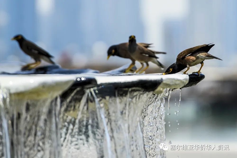 波黑发布高温预警