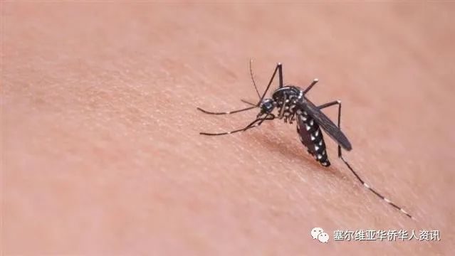 塞尔维亚已出现10例西尼罗河病例