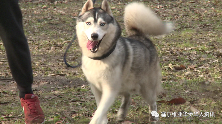 塞尔维亚或将征收狗税