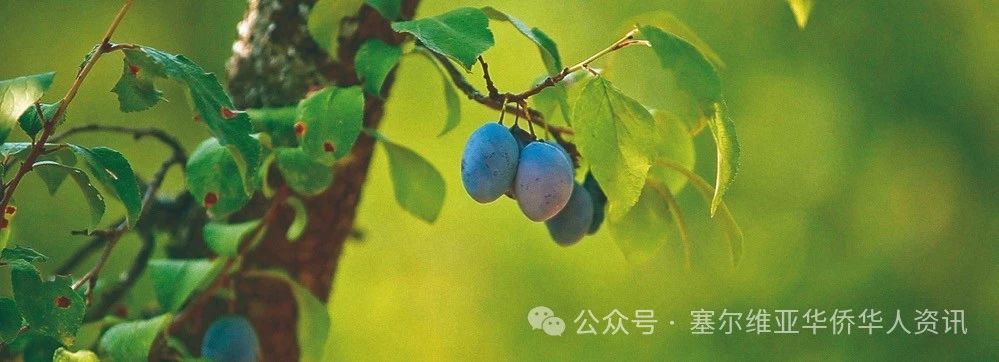 探寻塞尔维亚美食之旅