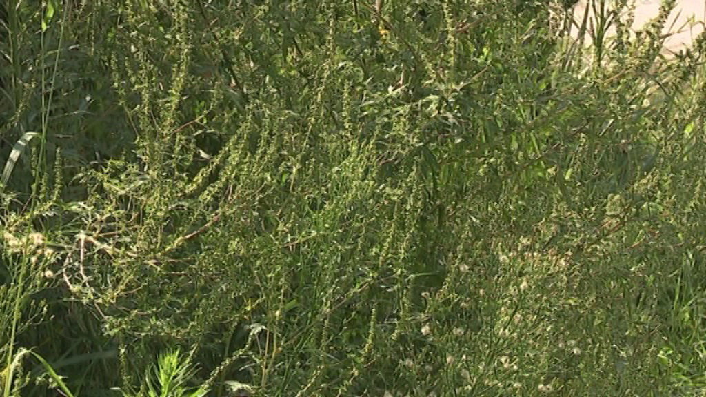 致敏豚草花粉浓度仍高于规定值